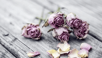 Four dried purple roses and scattered petals lie on a weathered wooden surface, symbolizing life after loss and the quiet process of coping with loss.